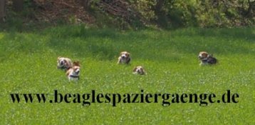 Banner Beaglespaziergaege